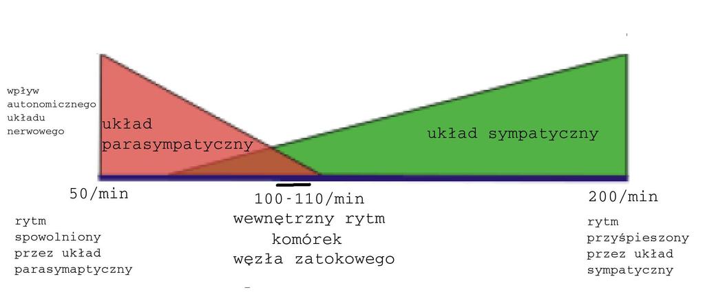 zaburzany stochastycznie Układ bodźcotwórczy i bodźcoprzewodzacy serca Mechanizmy regulujace układ sercowo-naczyniowy W wyniku antagonistycznego działania układów sympatycznego i parasympatycznego