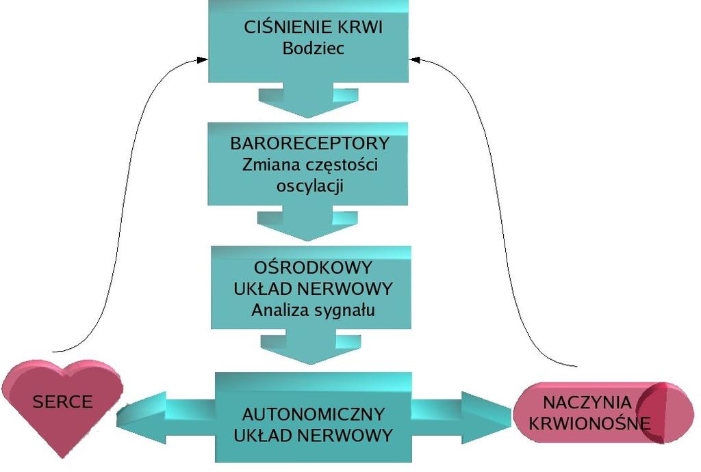 Baroreceptory Wstęp zaburzany stochastycznie Układ bodźcotwórczy i bodźcoprzewodzacy serca Mechanizmy regulujace układ sercowo-naczyniowy Receptory struktury, które rozpoznaja specyficzny bodziec i w