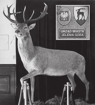 JELEŃ (Cervus elaplus Linnaeus) największe zwierzę w Karkonoszach i przekazany miastu Jelenia Góra. Około 1938 r.