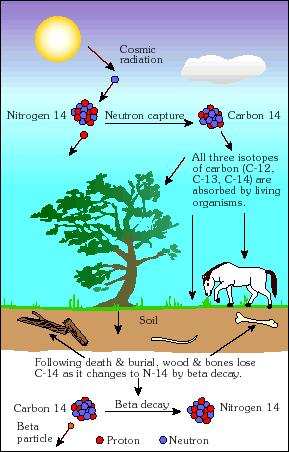Łańcuch promieniotwórczy neptunowy, =4k+1, 11 nuklidów =2,14 x 10 6 lat Datowanie szczątków organicznych izotopem 14 C Radioaktywny izotop węgla 14 C jest wytwarzany w górnych warstwach atmosfery