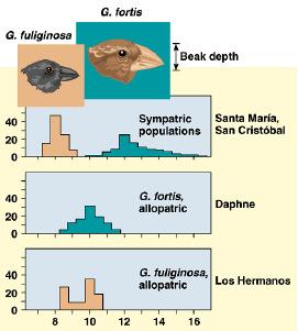 fortis populacja allopatryczna G. fuliginosa populacja allopatryczna Szerokość dzioba Grant i Grant, 22, Pearson Education, Inc.