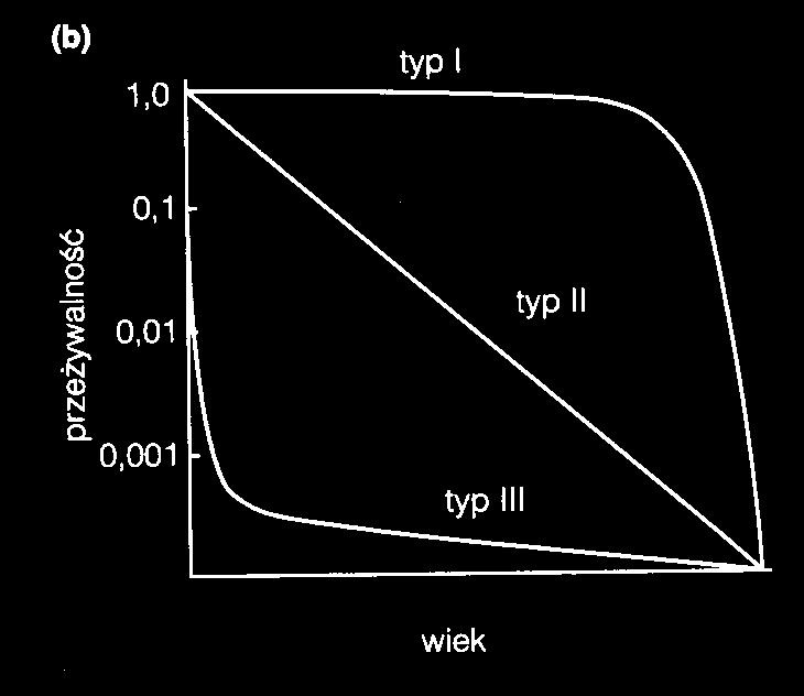 Podstawowe typy krzywych przeżywania 19/55 Przewidywane dalsze trwanie życia x l x l x d x q x L x (l x +l x+1 )/2 T x e x (T x /l x )α 5 1 2,2 9 18 1,8 1 4 8 4,5 6 9 1,13 2 2 4 3,75 25 3,75 3 5 1 1