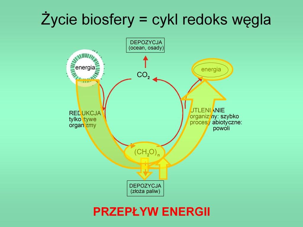 Węgiel krąży w zamkniętym cyklu (główne pule: węgiel utleniony - CO 2 w atmosferze i rozpuszczony w oceanie, osady węglanowe; węgiel zfredukowany - biomasa żywych organizmów,