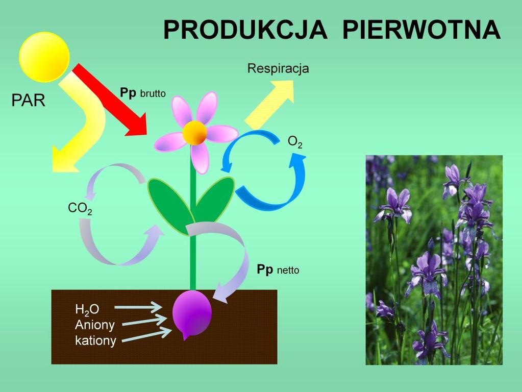 Po lewej stronie cyklu (wiązanie energii słonecznej i redukcja związków węgla) głównym procesem na Ziemi jest fotoautotrofia (fotosynteza) inne sposoby redukcji węgla (chemoautotrofia) są