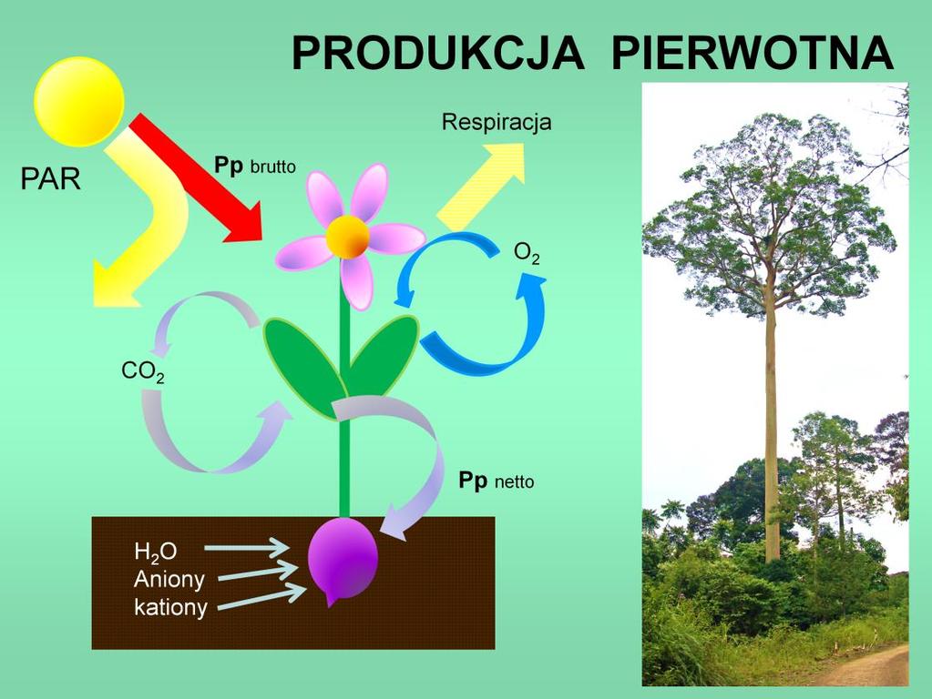 Jednak największą część produkcji pierwotnej i największy