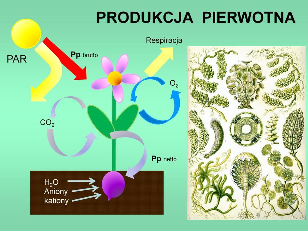W oceanach produkcję pierwotną prowadzą głównie planktonowe