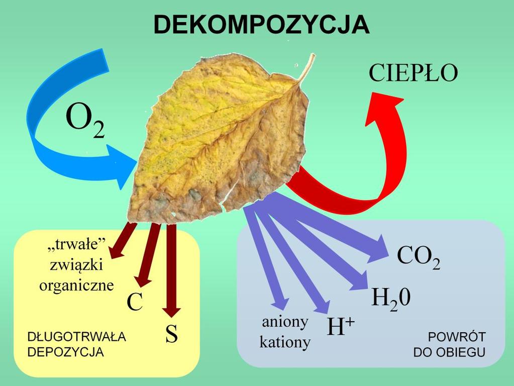 Prawa strona cyklu redoks utlenianie do dzieło rozmaitych heterotrofów; przede wszystkim mikroorganizmów dekomponujących (utleniających) martwą materię organiczną (na lądzie i w wodzie).