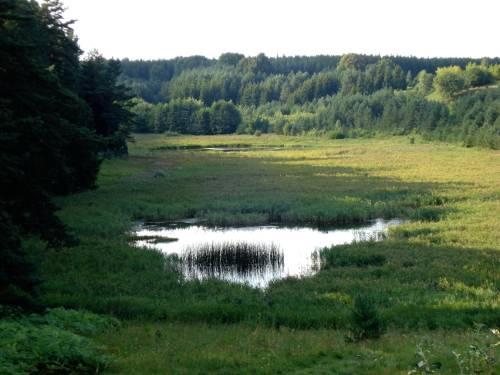 Dynamika biocenoz: sukcesja proces rozwoju zbiorowisk roślinnych i zwierzęcych: