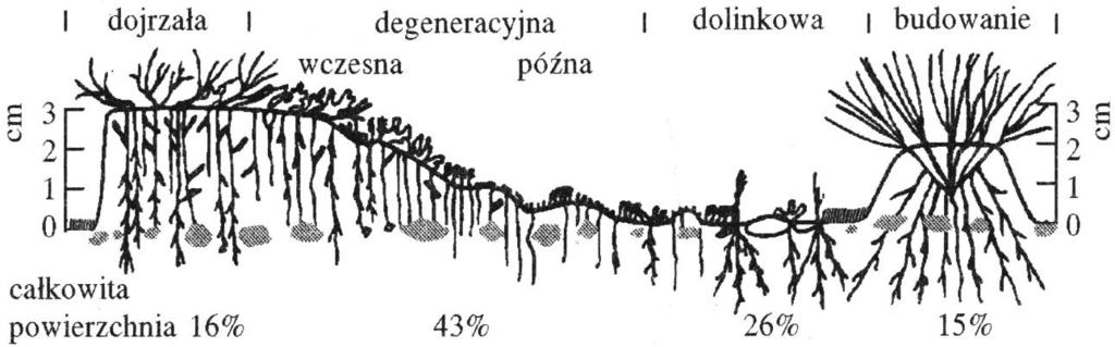 siewki trawy osiedlają się na nagiej ziemi w dolince kostrzewa