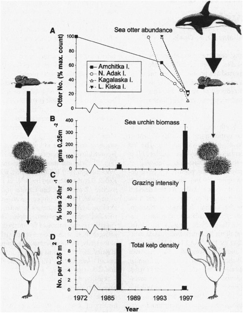 Przykład Top-down w praktyce (Science 1991) spadek liczby wydr morskich wzrost biomasy