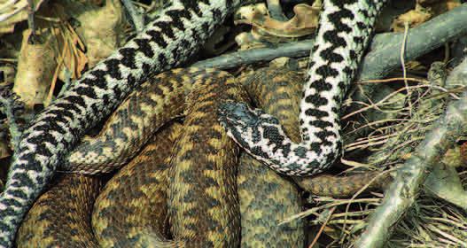 OCHRONA CZĘŚCIOWA ŻMIJA ZYGZAKOWATA (Vipera berus) Jedyny gatunek żmii występujący w Polsce (w Europie żyje siedem gatunków). Osobniki tego gatunku osiągają długość ok. 650-800 mm.