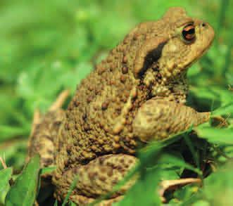 ROPUCHA SZARA (Bufo bufo) OCHRONA CZĘŚCIOWA Ropucha szara (Bufo bufo) należy do najliczniejszych i najpospolitszych w kraju.