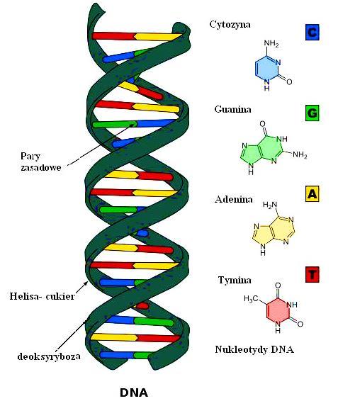 Czym jest DNA?