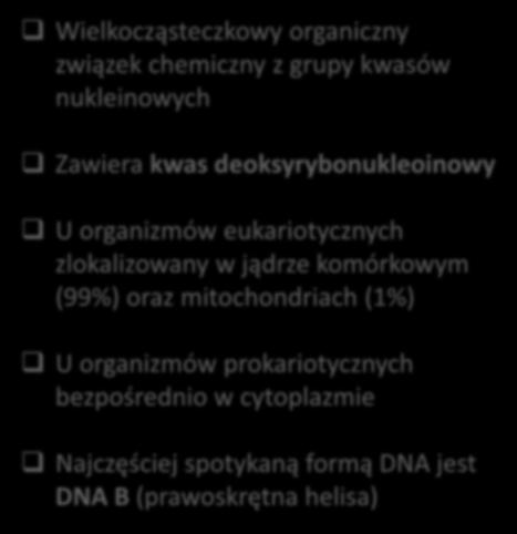 komórkowym (99%) oraz mitochondriach (1%) U organizmów