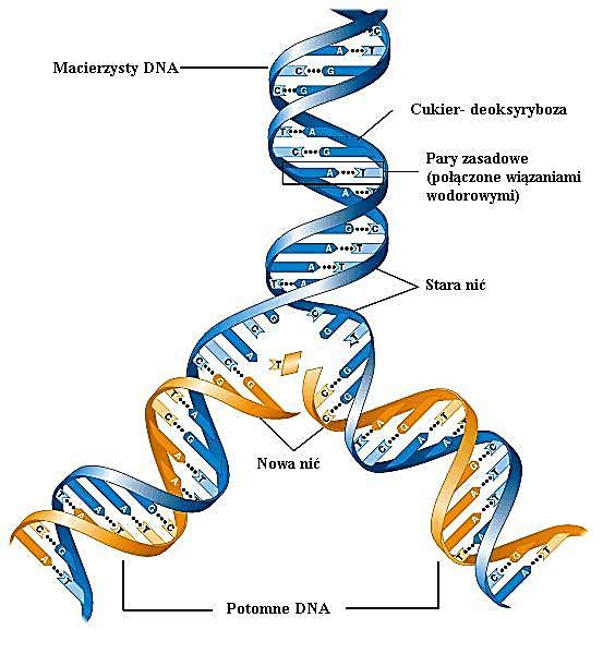 Replikacja DNA Jest to jeden z najważniejszych procesów umożliwiajacych przekazywanie informacji genetycznej Replikacja jest procesem, w którym podwójna nić DNA ulega powieleniu