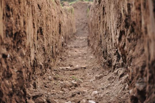 zasiedlających gleby, - znaczenie bioróżnorodności