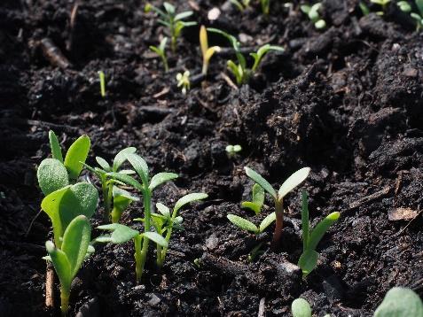 glebach uprawnych, - czynniki wpływające na rozwój