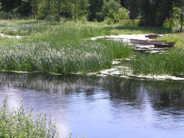 wód. Techniczna ingerencja przyspiesza spływ powierzchniowy oraz zaburza funkcje przechwytywania pierwiastków biogennych. Sesja referatowo-dyskusyjna na Wydziale Biologii UW, 5.02.