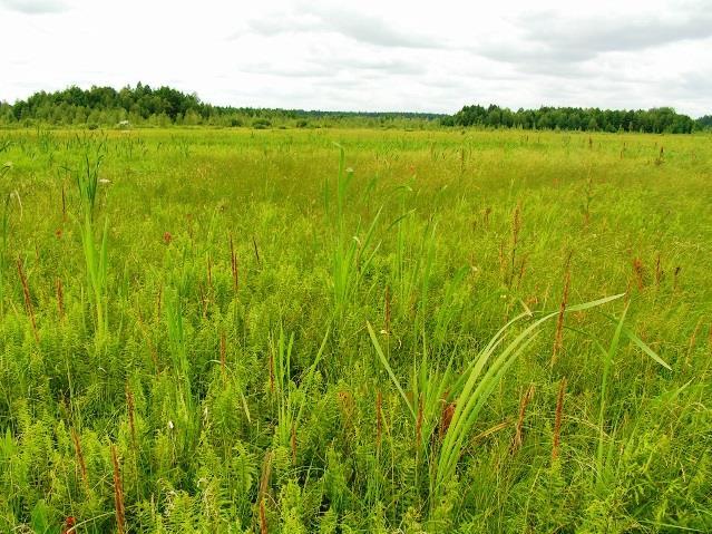 Najwięcej czasu zostanie poświęcone powodziom oraz roli naturalnych terenów bagiennych w zapobieganiu im.