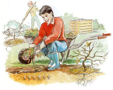 Tak wykorzystuje się liście Liście można bezpośrednio rozrzucić na odkrytą glebę. Warstwa liści chroni sadzonki przed przymrozkami. Przykryjmy liśćmi zasadzone cebulki.