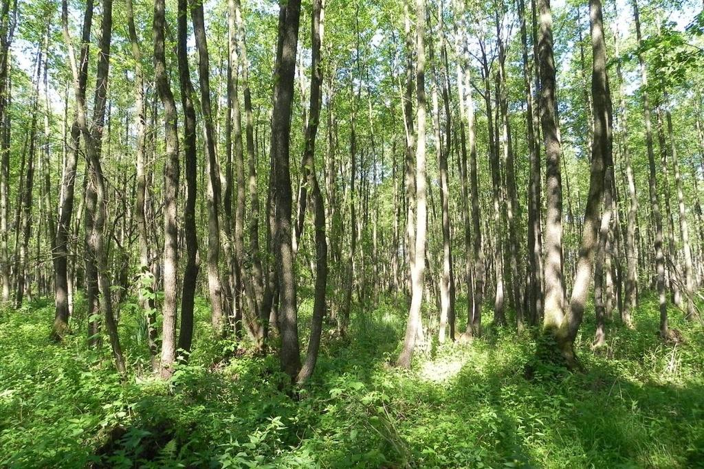 A234 dzięcioł zielonosiwy Picus canus Siedlisko: obecność zróżnicowanych drzewostanów liściastych w
