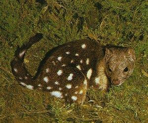 Niełaz