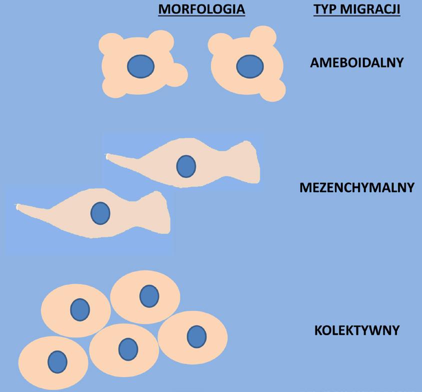 Simiczyjew A. i wsp. Ruch ameboidalny komórek nowotworowych Ryc. 1.