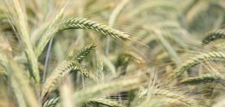 Odmiany zbóż ozimych / sezon 2018 STRONA 13 PSZENŻYTO OZIME TRICANTO Sprawdzony plon TRICANTO jest długosłomym pszenżytem ozimym, dojrzewającym średnio późno, o wysokim i potwierdzonym w poprzednich