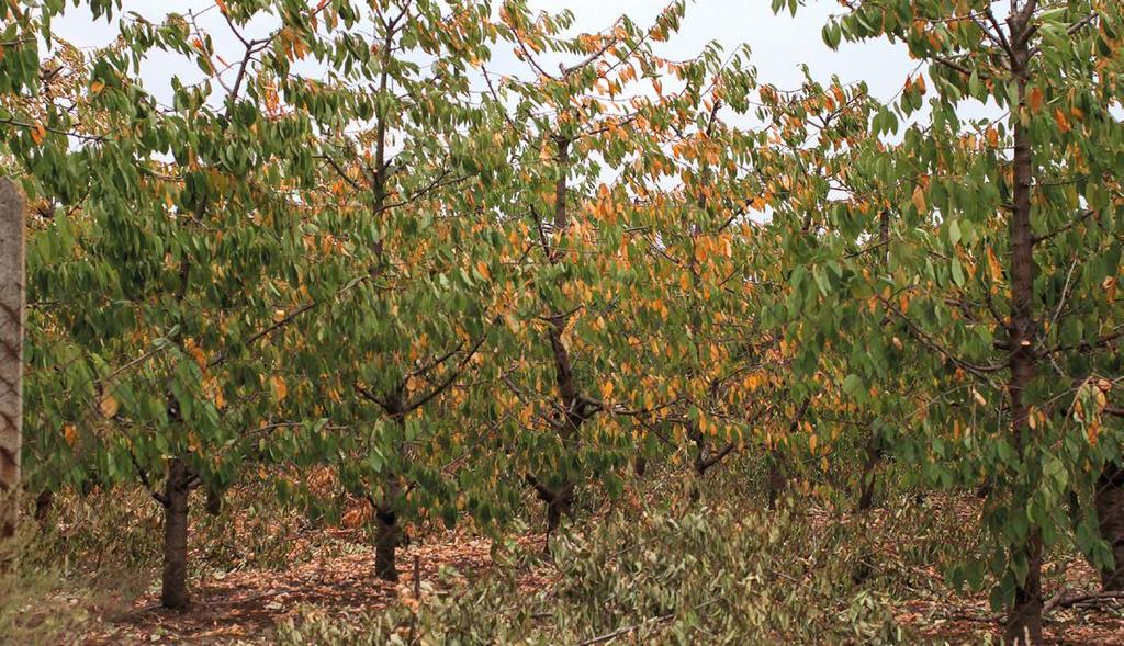 plonowania. Na wiśniach obserwujemy defoliację spowodowaną występowaniem drobnej plamistości (fot. 1 na str. 13), a na czereśniach niedobory magnezu i potasu (fot. 2).