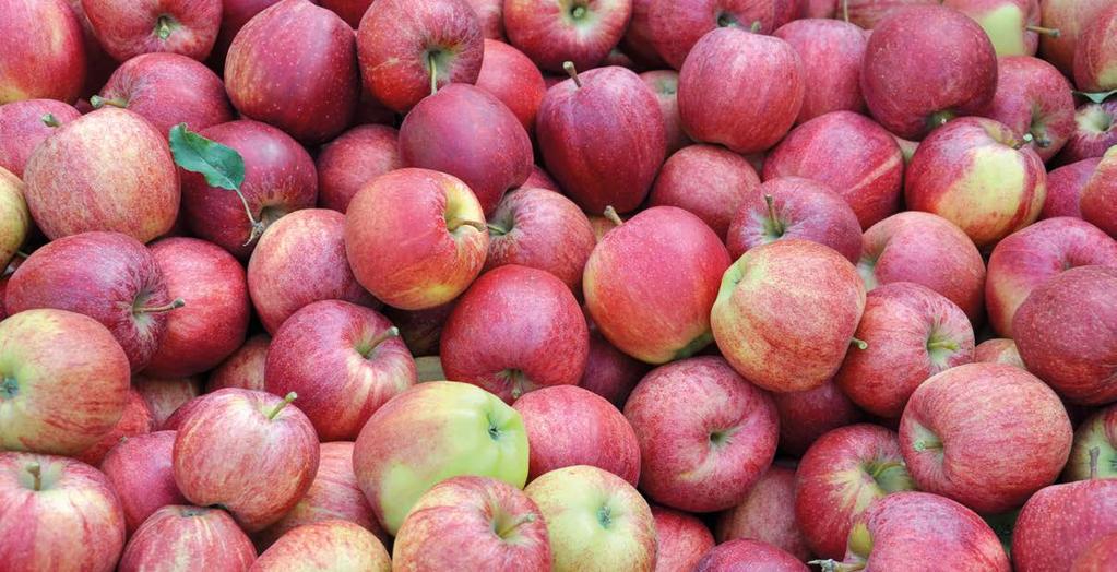 W zależności od odmiany, przebiegu warunków atmosferycznych w sezonie wegetacyjnym oraz długości planowanego okresu przechowywania jabłek i wieku drzew należy wykonać od 3 do 7 lub 8 opryskiwań