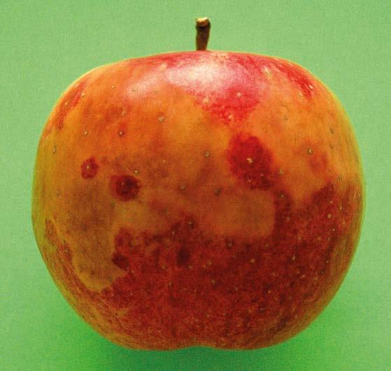 Wyniki prowadzonych przez nas badań wskazują, że w przypadku owoców zbyt miękkich do traktowania, mimo znacznego ograniczenia tempa produkcji etylenu przez jabłka, nie ma praktycznie ograniczenia