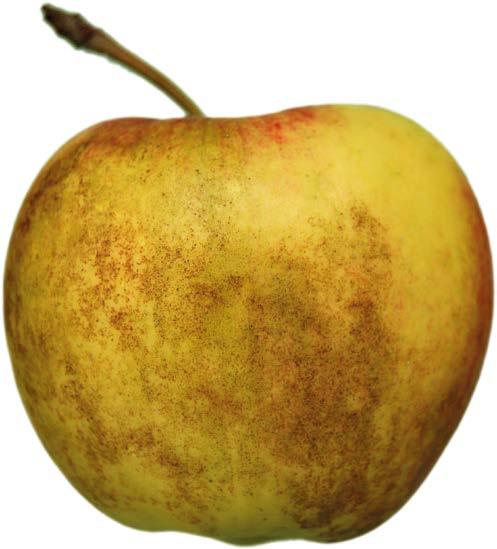 Podczas przechowywania jabłek w technologii ILOS Plus należy bezwzględnie kontrolować stężenie etanolu w owocach po okresie stresu beztlenowego i podczas przechowywania.