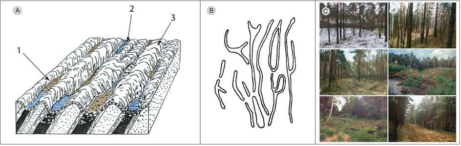 KRAJOBRAZ GEOLOGICZNY PROCESY GEOLOGICZNE ZLODOWACENIA krajobraz erozyjny Rowy wietrzeniowe gizery charakterystyczny element krajobrazu geologicznego A.