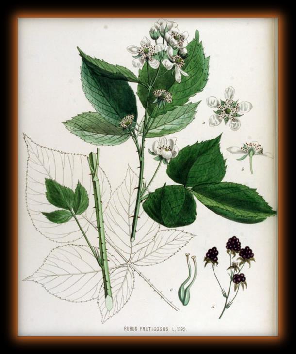 Jeżyna (Rubus fruticosus L.