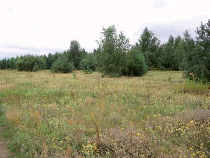 Okolice Siecienia Chruściki to rząd owadów (Insecta), o przeobrażeniu zupełnym, których larwy występują we wszystkich typach wód śródlądowych.