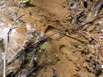 Niezwykle ciekawie przedstawia się trichopterofauna rzeki Raciążnicy na odcinku w pobliżu Kolonii Sochocin.