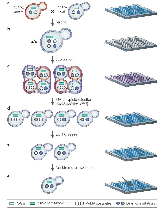 SGA Synthetic Gene Array Kolekcja