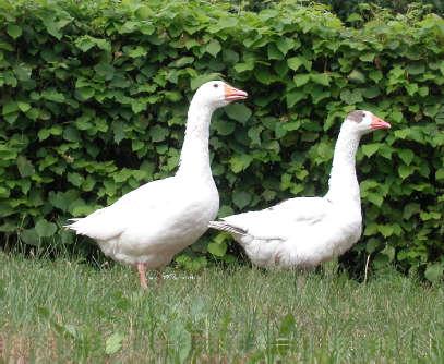 There was no significant influence of genetic origin (Lubelska, Kielecka, Subcarpathian, Pomeranian and White Kołuda goose) on shaping the force required to cut the superficial pectoral