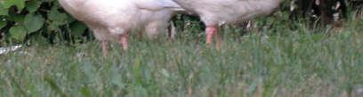 Meat, especially the superficial pectoral muscles from the five studied populations of geese were characterized by good texture parameters.