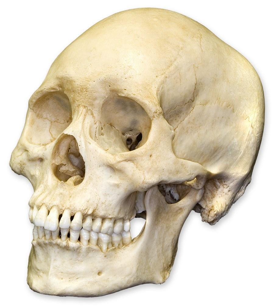 Moduł Czaszkowy Moduł Trzewny Czaszka Czaszka składa się z 26 kości, w tym kości gnykowej i kości ucha. Każda z nich posiada pewien stopień elastyczności.