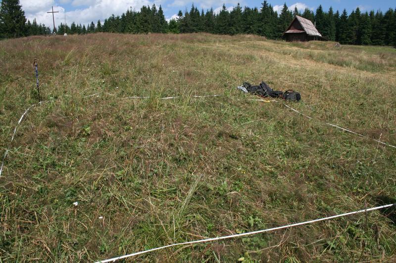 Siedlisko Populacja gatunku Liczebność 16 (16 generat. + 0 weg.