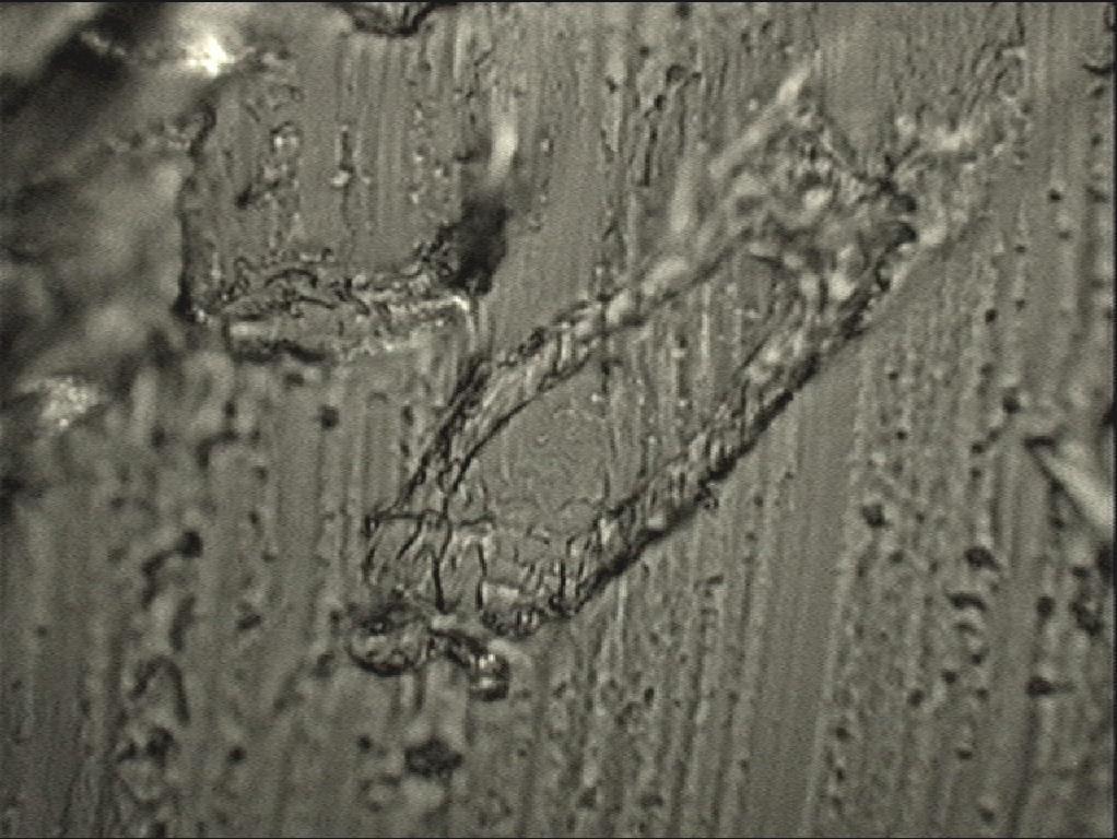 mikroskopia ramanowska, 3 drewno