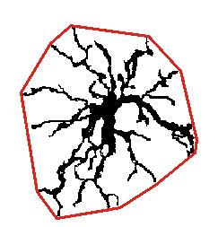 Rys. 12.1 Sylwetka komórki i obrys jej otoczenia wypukłego (convex hull) Feret's diameter - średnica Fereta - w ImageJ to najdłuższa oś jaką można przeprowadzić przez obiekt lub ROI.