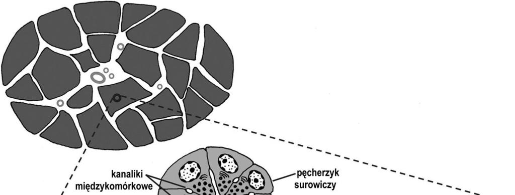 prążkowany międzyzrazikowy w tkance łącznej