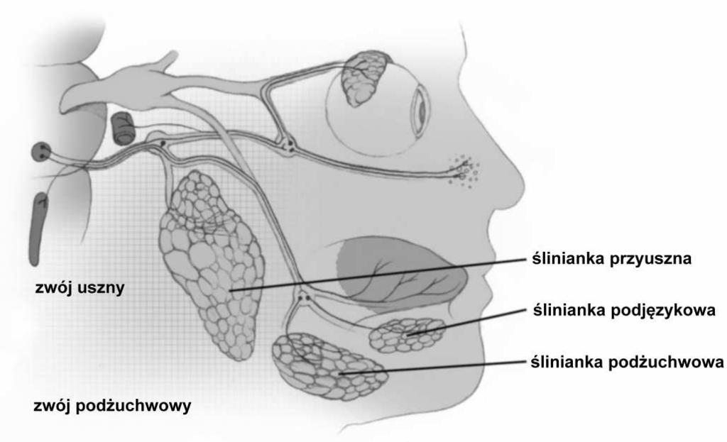wargowe zlokalizowane w błonie podśluzowej jamy ustnej, rzadziej w blaszce właściwej