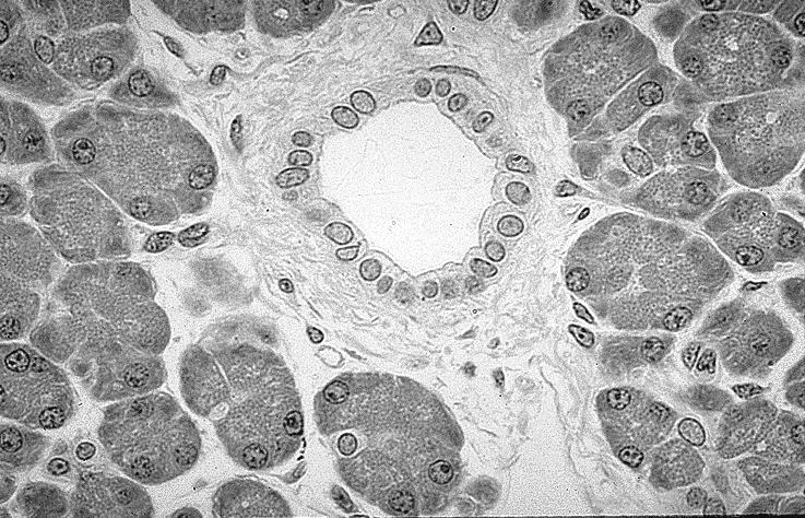 śródpęcherzykowe Komórki nabłonkowe wstawek i przewodów