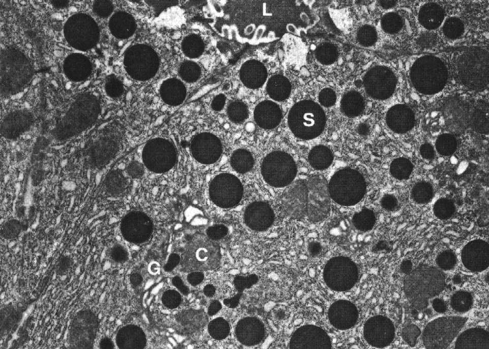 komórki śródpęcherzykowe blaszka podstawna siateczka