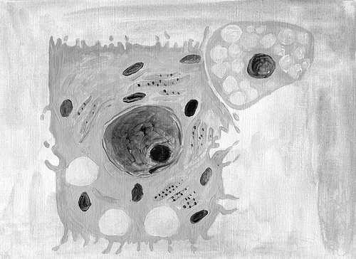 siateczka gładka aparat Golgiego mitochondria lizosomy peroksysomy