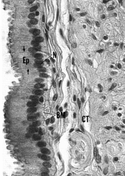 międzykomórkowe mitochondria w górnej i dolnej części Funkcja: