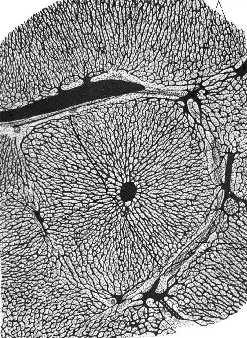 ziarniste limfocyty NK komórka gwiaździsta tętnica wątrobowa żyła